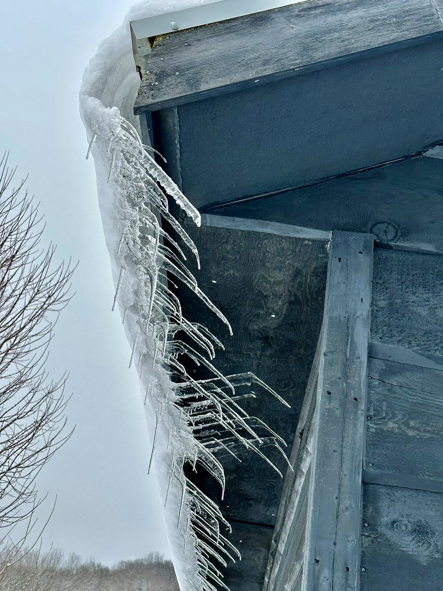 MocklerBassets's tweet image. Crazy #icicles