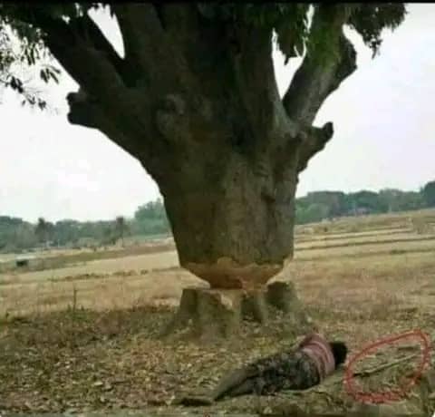 AquaTreeProject's tweet image. This person was trying to cut down this tree, eventually he got tired &amp;amp; slept under the same tree because of its shade. What lesson do we have to learn here?
We all need trees!
Rain is here; just plant a tree today!
#PlantATree
#AquaTreeProject