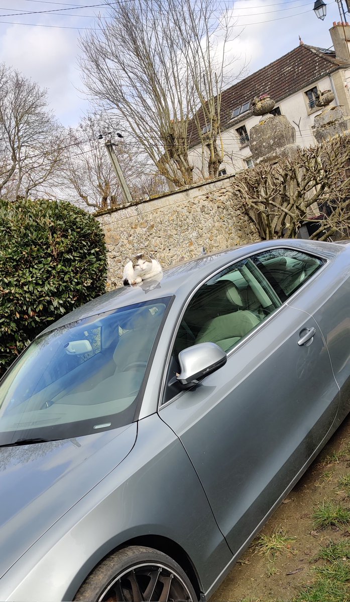WartagAF's tweet photo. @RespectfulMemes Cat on car https://t.co/PuChxYoQgb