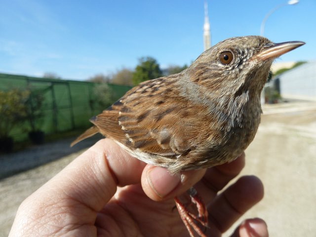 ¡OrnitoQuiz!
¿De qué especie se trata?

a) Gorrión común (Passer domesticus)
b) Bisbita pratense (Anthus pratensis)
c) Collalba gris (Oenanthe oenanthe)
d) Acentor común (Prunella modularis)

#anillamiento #aves #ornitologia #pajaro #bird #ornitoquiz #quiz