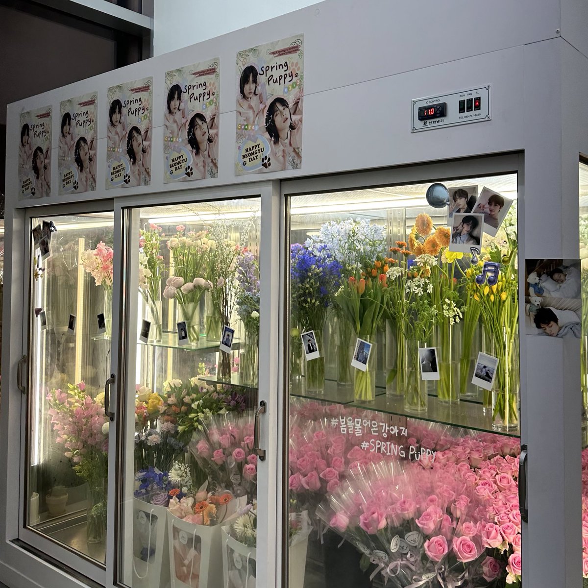 txt_to_txt's tweet photo. 너무 예뻤어요 🥹🥹🌸🌸

#봄을물어온강아지
#Spring_puppy https://t.co/R3sRIviQHi