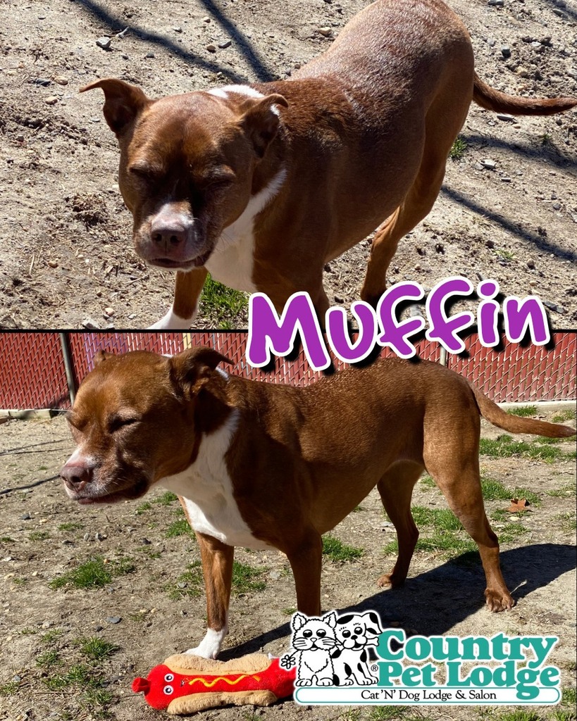 CountryPetLodge's tweet photo. Sun-kissed and happy: When a Pitbull-Boxer mix finds the perfect spot to soak up some rays! ☀️🐶🥰🐾🥊💜 #muffin #PitBoxerLove PawsitivelyHappy #SunnyDays #PittMixPerfection #DogDaysOfSpring #pitboxermix #boxerpitbullmix #bulloxer #boxerbull #pitbullb… https://t.co/Lb9MlkKW3C https://t.co/XdN7TlTuvG