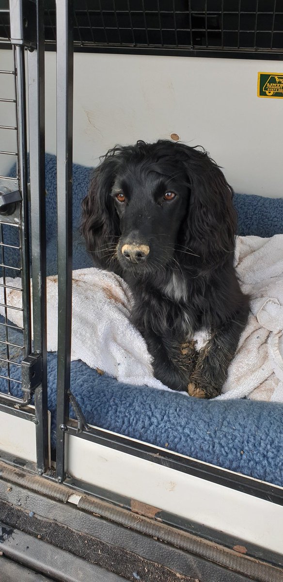 DaisyTurnip's tweet photo. Nil points. Eliminated due to whining and barking on the first test! Every day's a school day. #WorkingTest #Spaniel https://t.co/0k1W9PaAua