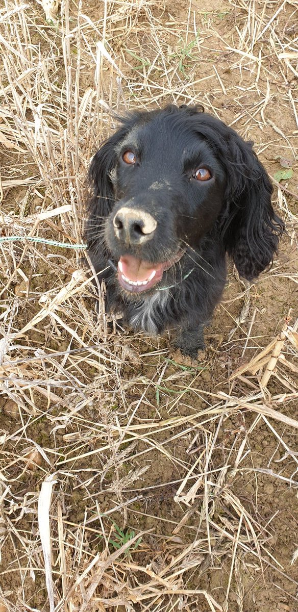 DaisyTurnip's tweet photo. Nil points. Eliminated due to whining and barking on the first test! Every day's a school day. #WorkingTest #Spaniel https://t.co/0k1W9PaAua