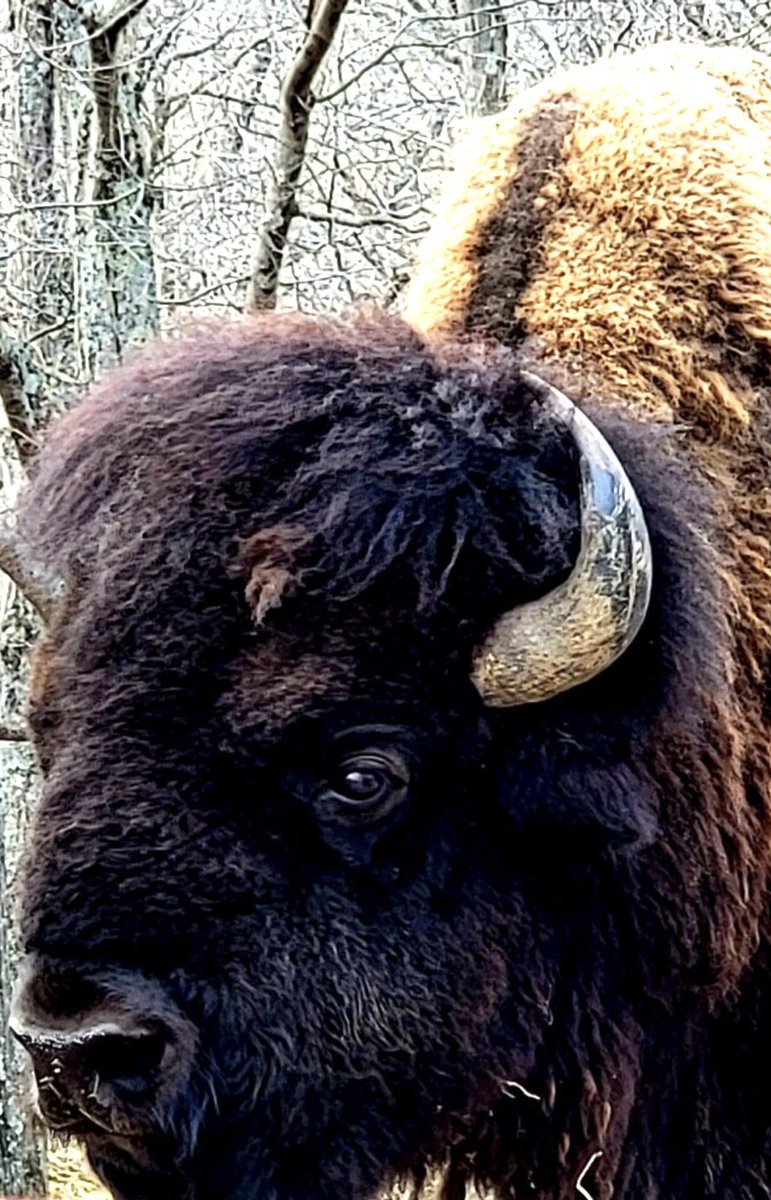 Hello! Happy Sunday to you! 😊

Buffalo taken at the Lone Elk Park last weekend. They’re freaking huge! 😳

✌️Peace