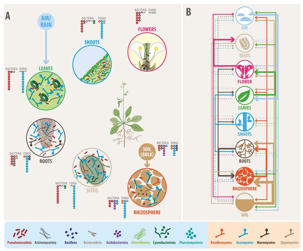 RT: Michał Słota 
🧑‍🎓💚🔎 Plants can be defined as HOLOBIONTS harboring microorganisms and thus plant fitness, environmental responses and adaptation - ➡️🧬🧩- dynamic of plant-microbial interactions.
Poupin et al. 2023 
doi.org/10.1186/s40793…
#plants #agriculture #microbiology