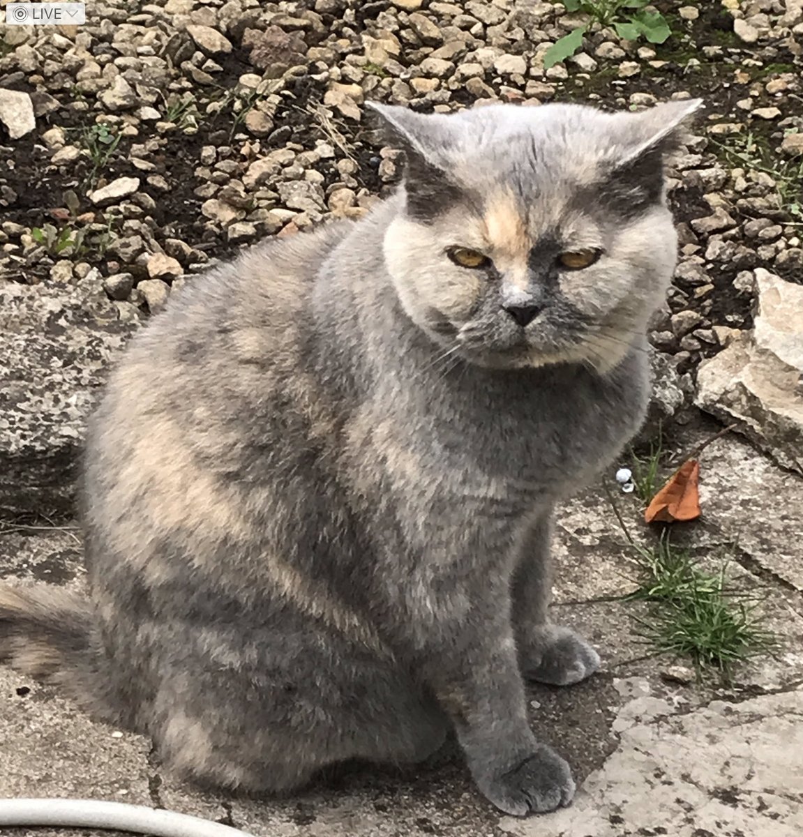 Jane Guy tweet media