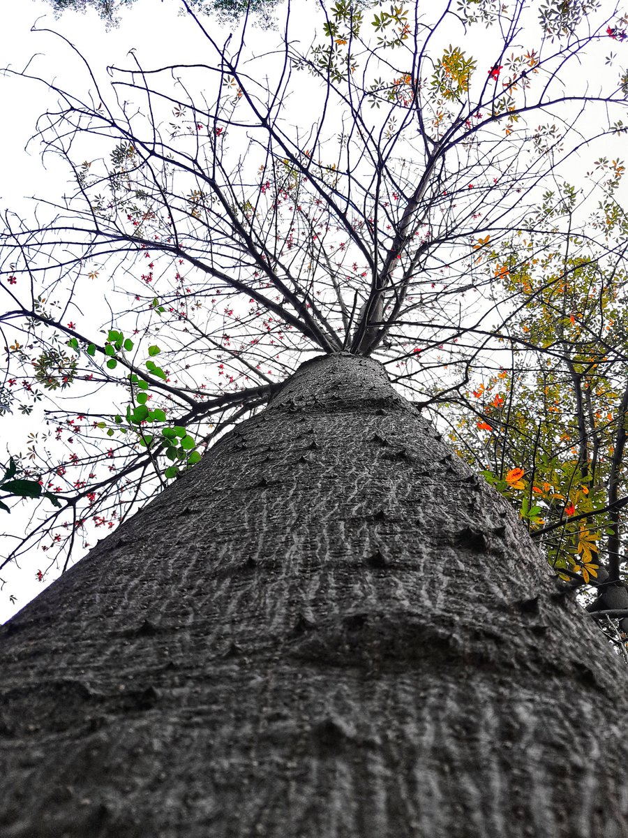 aliimazzharr's tweet image. Tested my photography skills today 🫠