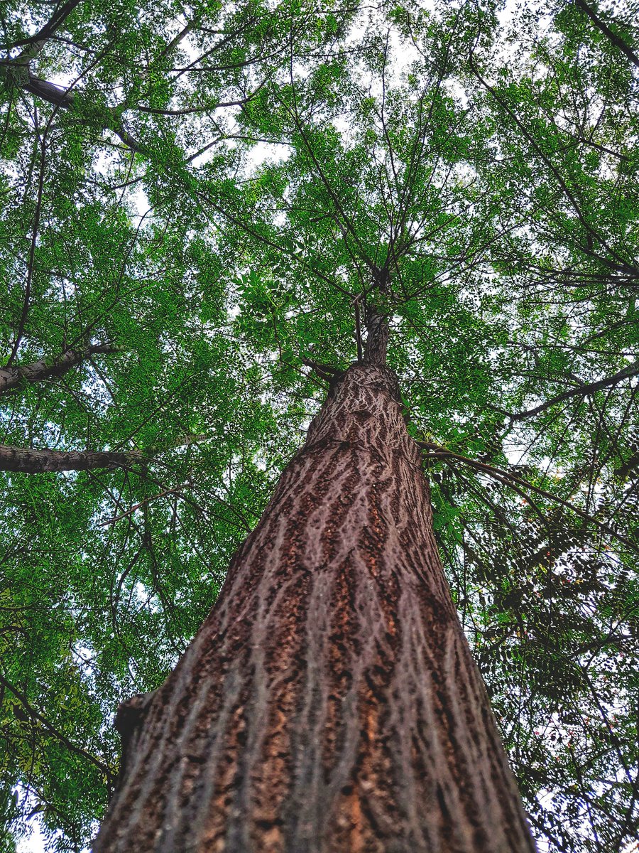 aliimazzharr's tweet image. Tested my photography skills today 🫠