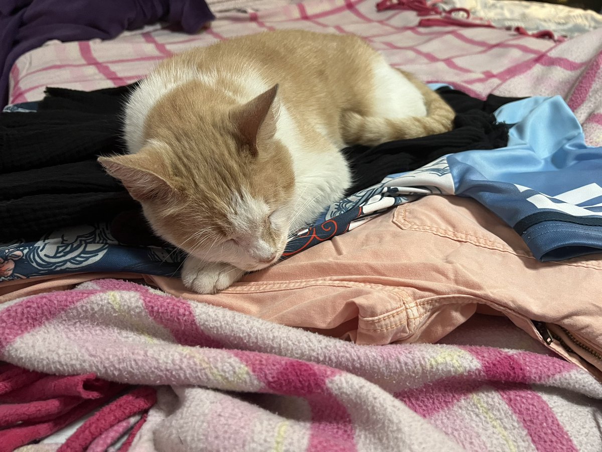 Babe wake up, you’re snoozing on my @iamdabinlee jersey that Im trying to wear today! (Also trying not to freak the eff out over kitteh claws….) #petownership note to self do not leave clothes laid out 🤦🏻‍♀️#georgeofthejungle