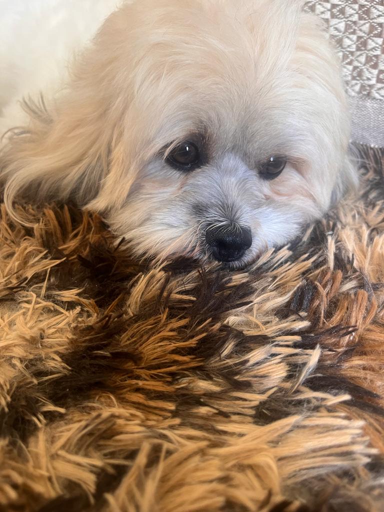 admsheu's tweet photo. Poste aqui um amigo sincero e fiel. 🥰😍🐶 #meulupy https://t.co/SUVVijaKLZ