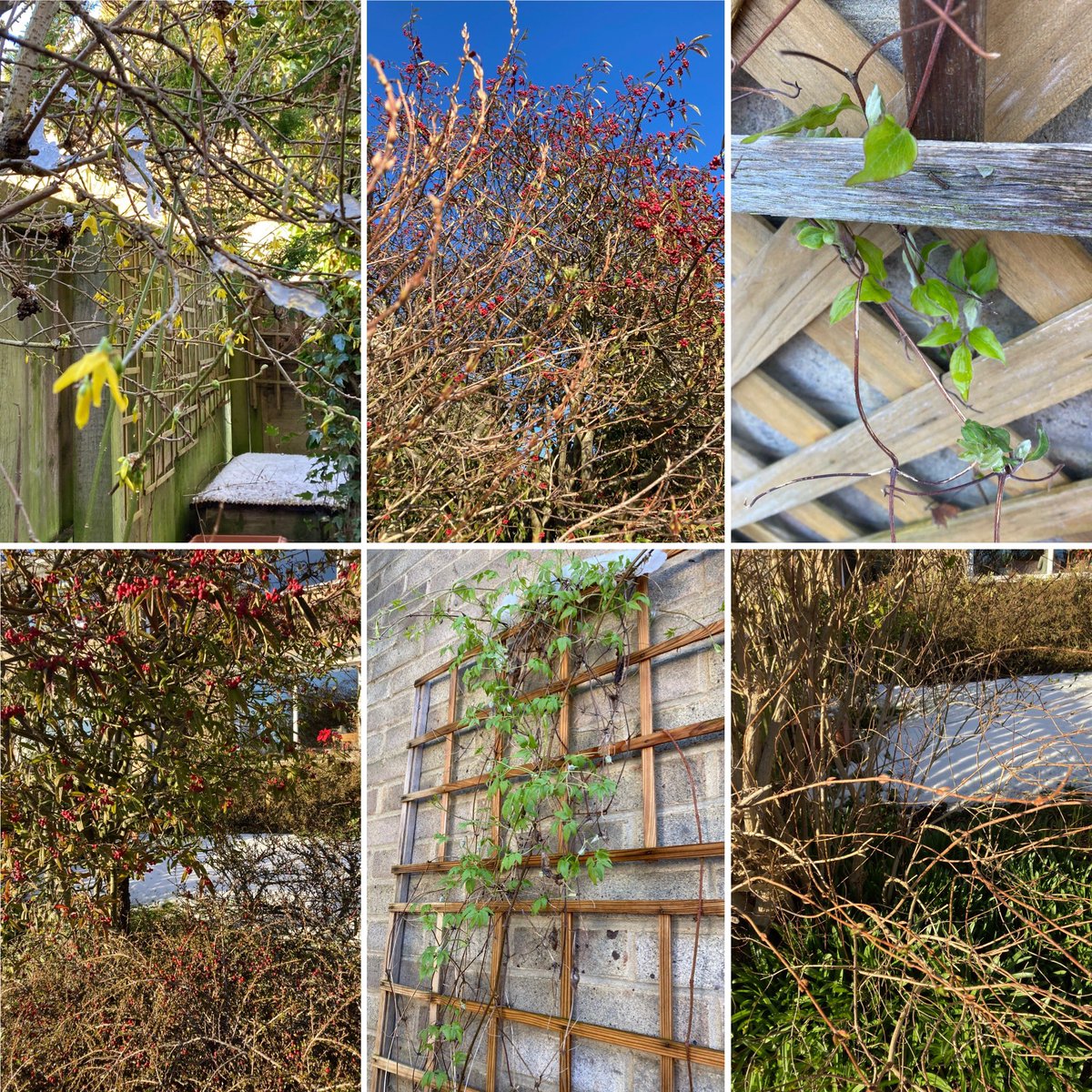 Jan_Lentzos's tweet photo. #SixOnSaturday #InMyGarden #Forsythia #YellowFlowers #IcyBranches #Weigela #NewGrowth #LeafBuds #ClematisPlant #ClematisBeesJubilee #GreenLeaves #SnowOnTheGround #Cotoneaster #RedBerries #FoodForBirds #AlpineClematis #FlowerBuds #SpringGrowth #BluebellLeaves #EmbracingTheSeasons https://t.co/ybrfpAq75I