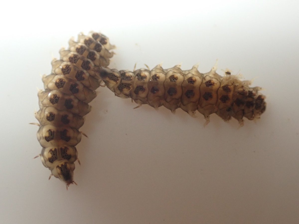 モクズガニ on Twitter 