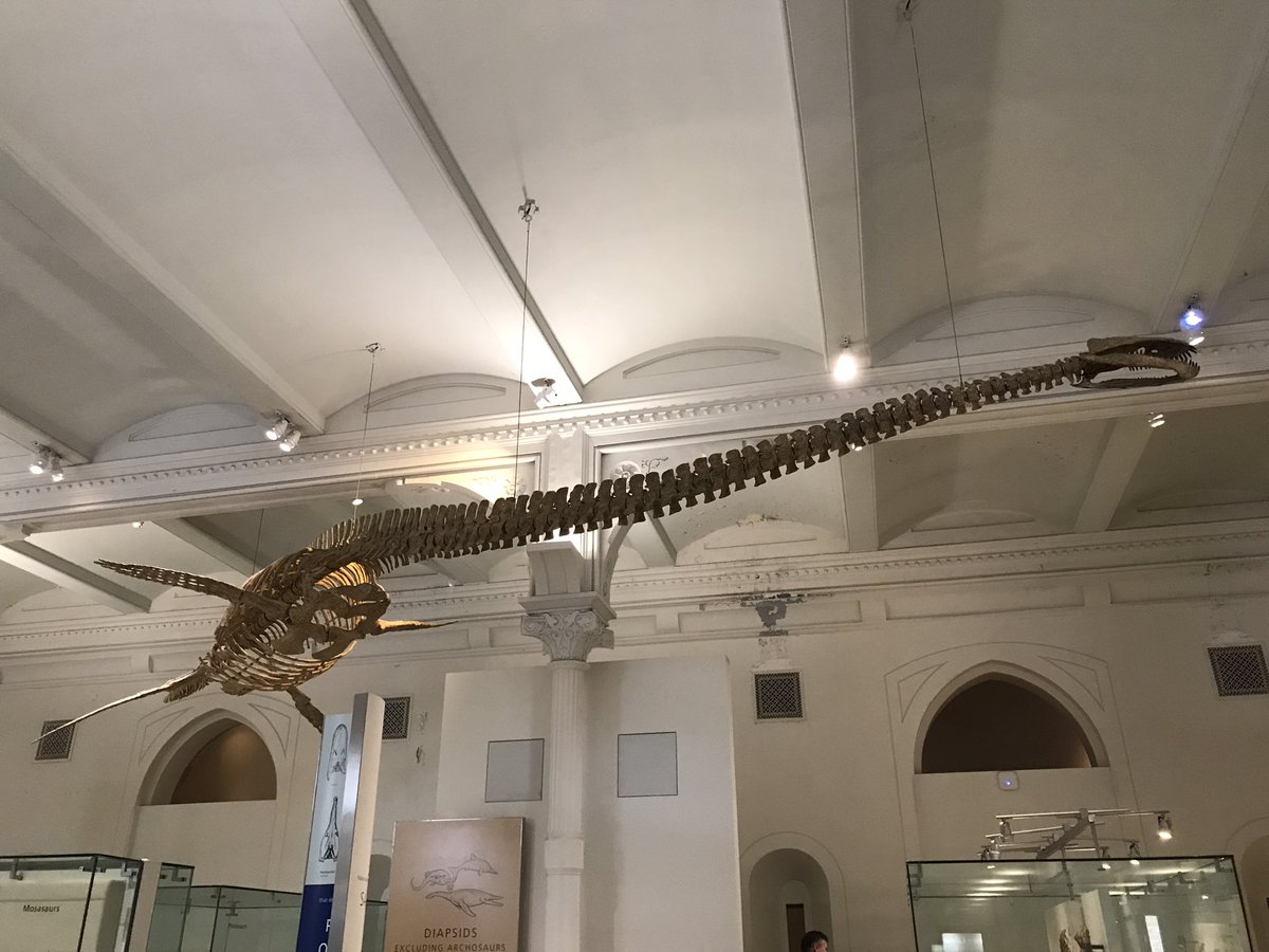 LeslieShaffer1's tweet photo. I visited @AMNH and I have a new theory on why the 🦕 #dinosaurs 🦖 went extinct: neck and back pain https://t.co/xPoN8cdknP