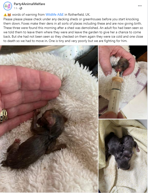 AnimalPartyIE's tweet photo. ⚠️🦊 words of warning from Wildlife A&E in Rotherfield, UK.
Please please please check under any decking sheds or greenhouses before you start knocking them down. Foxes make their dens in all sorts of places including these and are now giving birth.
#savefoxes https://t.co/vH4rjWa4Zx