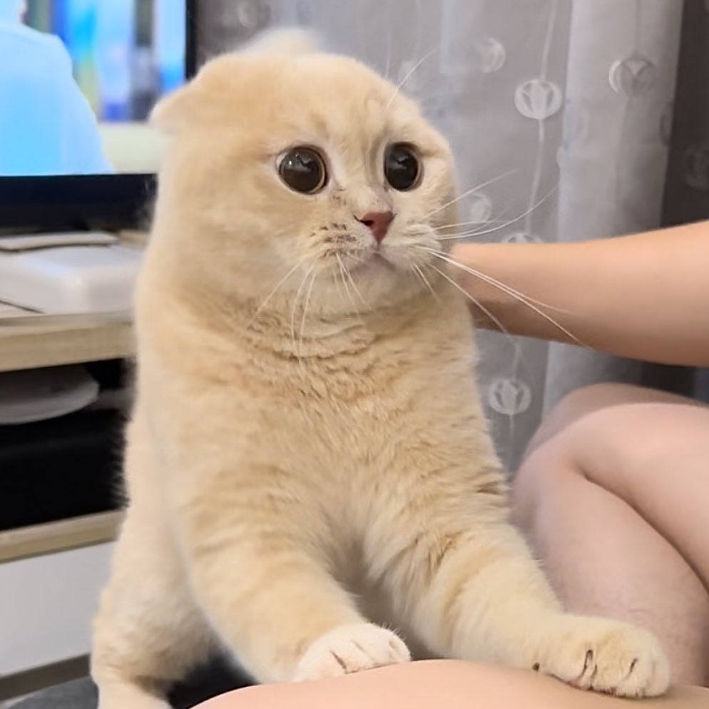 แมวหัวโล้น