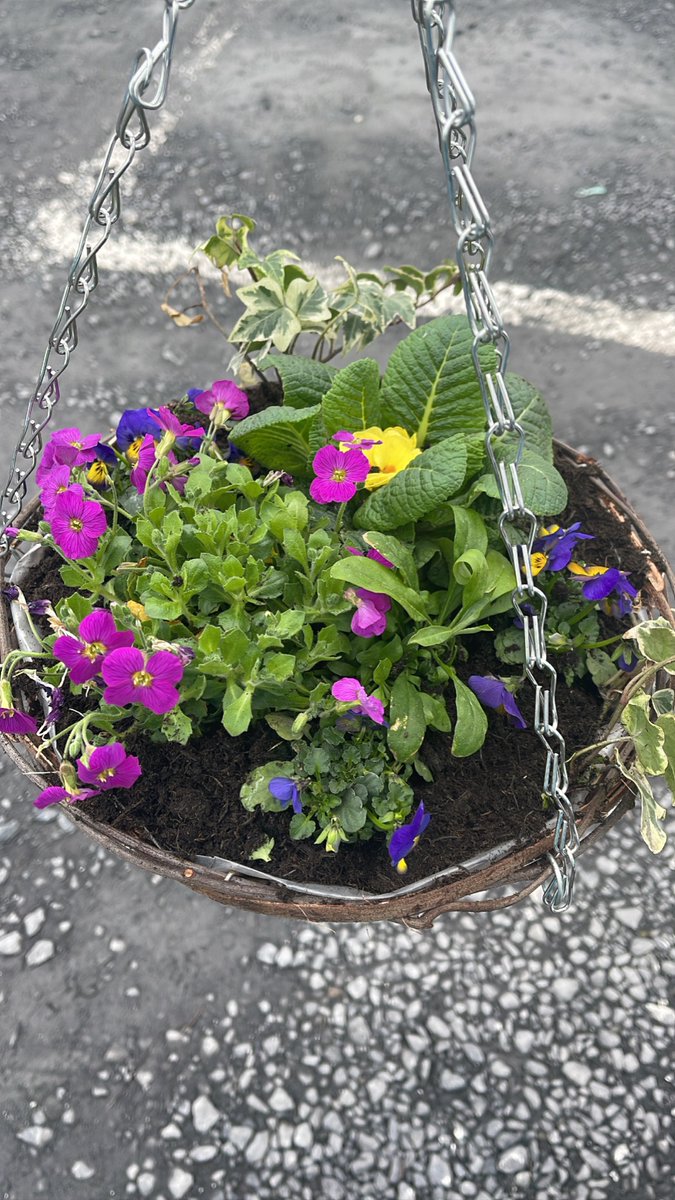 First try at a hanging basket thanks to a great workshop at @GardenShop_ie Portarlington this afternoon! Great to get lots of tips especially on pollinator friendly planting! 🐝🌺 @PointatPort @EmoParish