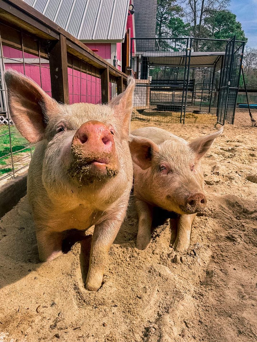 Rachael57354278's tweet photo. Be kind every day ๐ Repost โข Sisu Refuge ๐ Its a beautiful day to be kind! #pancakes #friends #pig #rescue #sanctuary #animallovers #snoutsunday #bacon #bekind #govegan #sundayvibes #friends #dogs #vegan #furbaby #cute https://t.co/SY7ZH9BAGJ