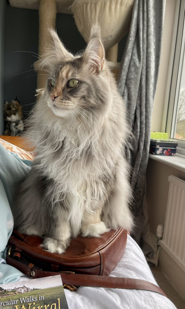 jen73hynes's tweet photo. Nuggles claiming my handbag as her own https://t.co/3uNrgybRpY