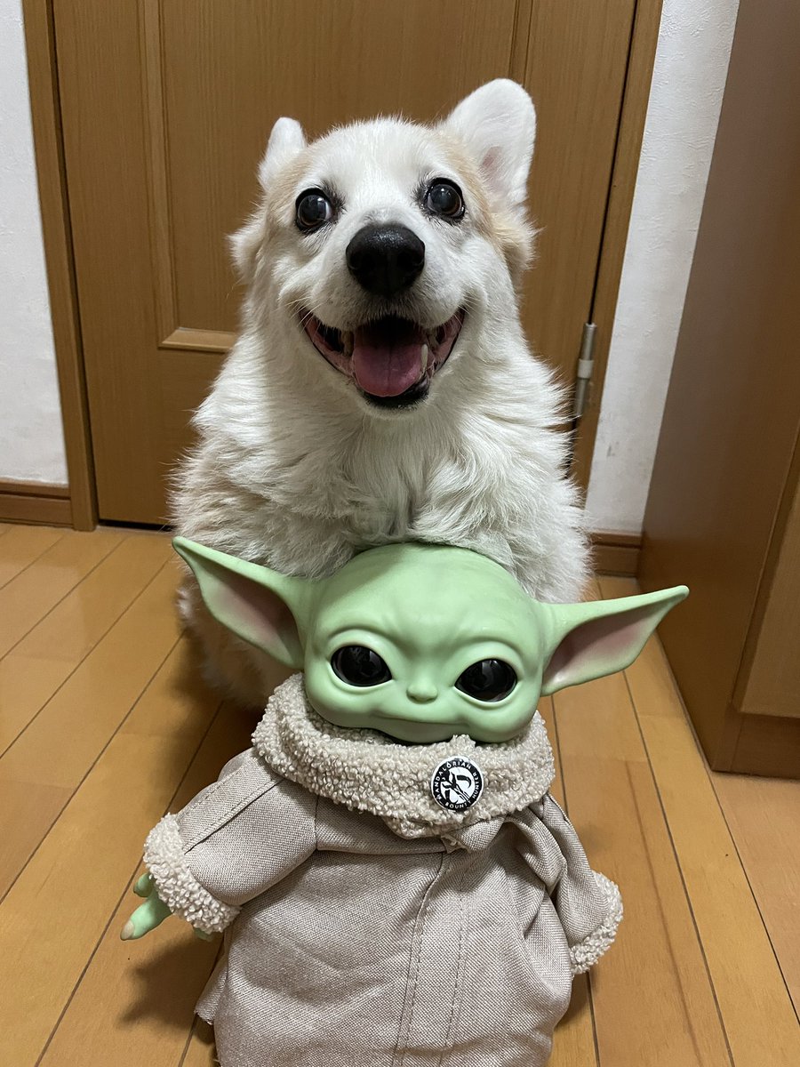 ChodeeHobby's tweet image. Goodnight💚
#welshcorgi #dog #corgi #Grogu