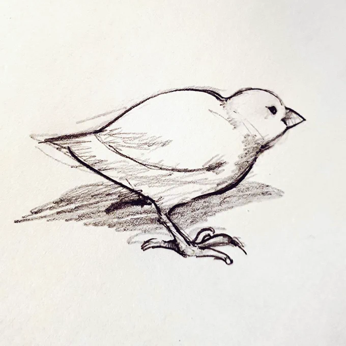Bird 