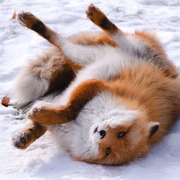 The cunning of the #fox is as murderous as the violence of the wolf.” ~ Thomas Paine
#animals #SeductiveSunday