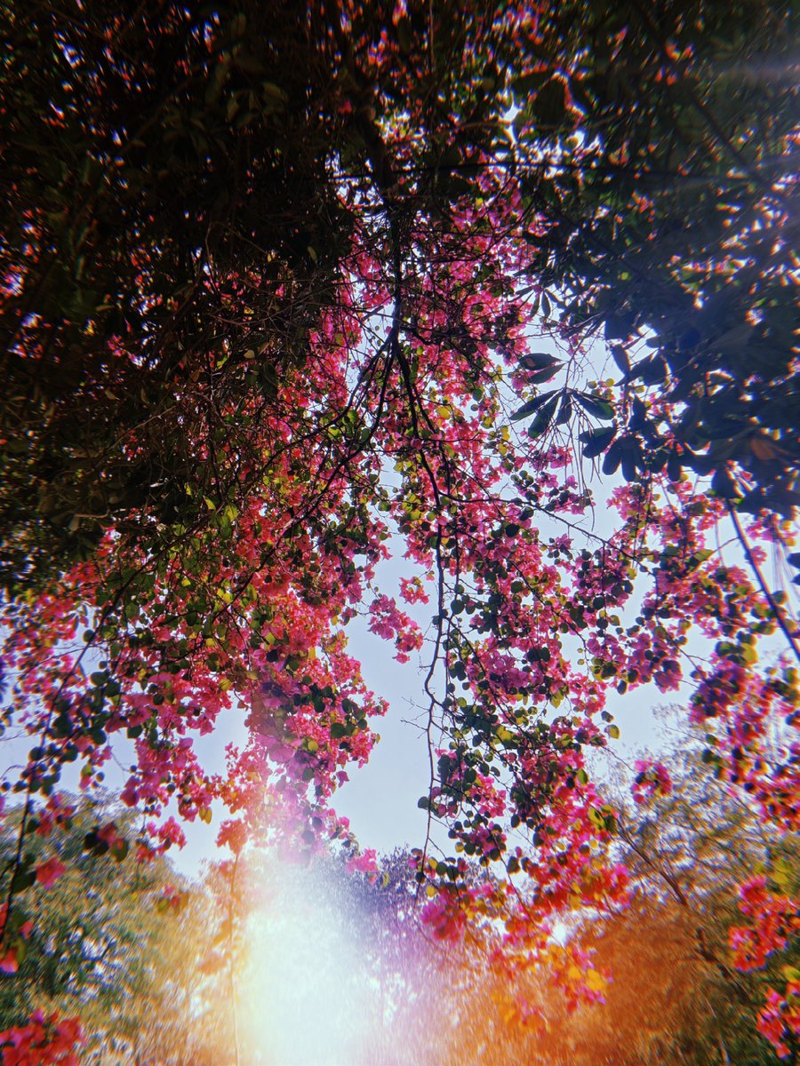 psychedelhic's tweet image. Delhi flaunts it's final flowers before summer hits. This city in spring is something else.

 Also obsessed with the Huji filters 🫠

#DelhiSpring