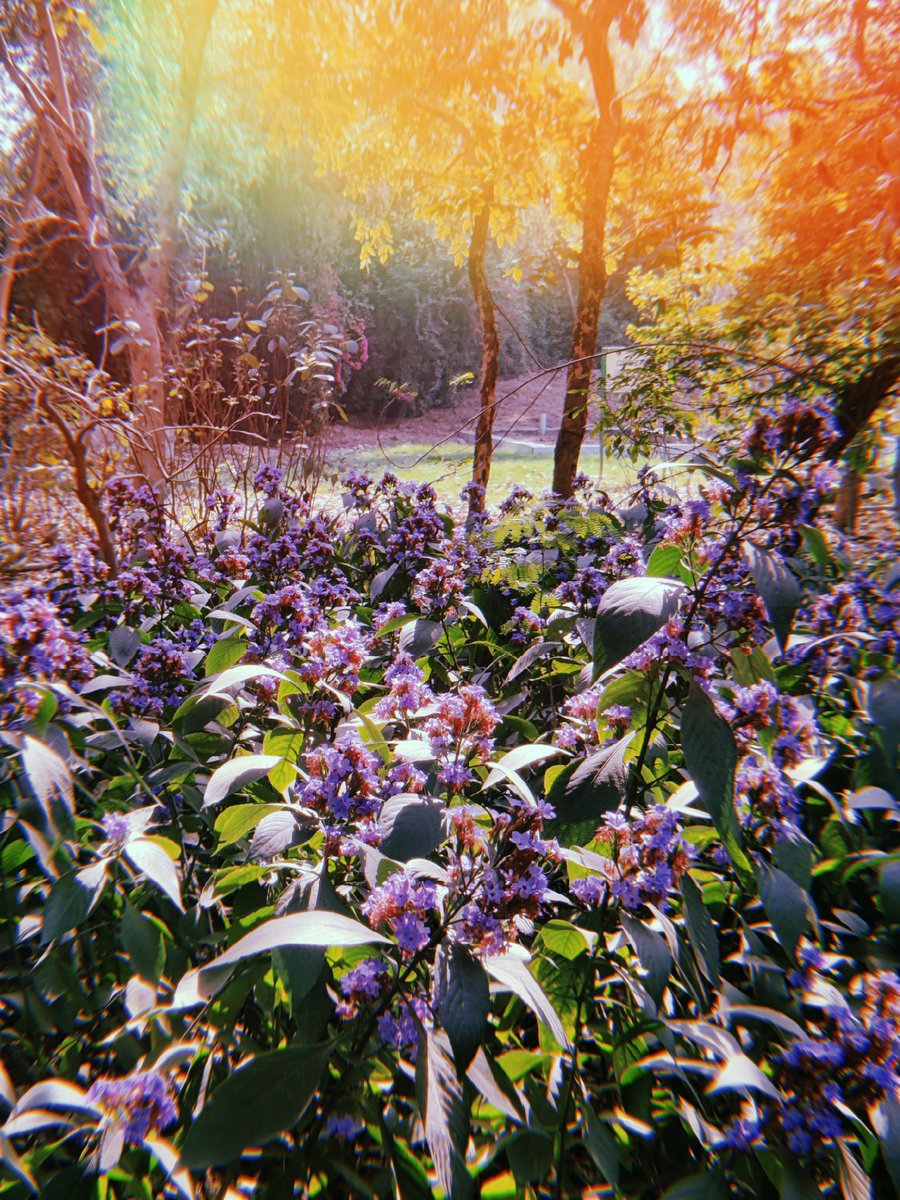 psychedelhic's tweet image. Delhi flaunts it's final flowers before summer hits. This city in spring is something else.

 Also obsessed with the Huji filters 🫠

#DelhiSpring