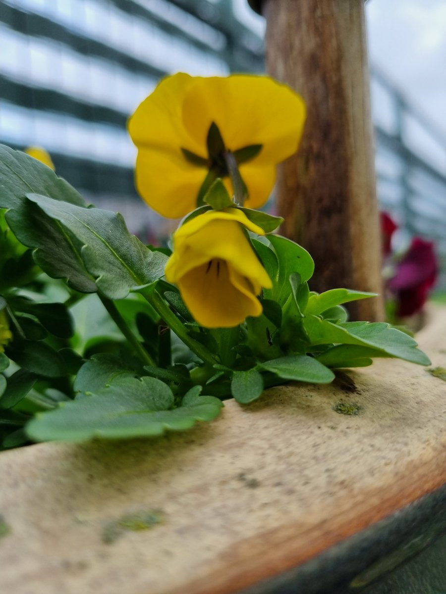 RudiHallet's tweet photo. Jonge viooltjes 😊.
Verleden donderdag nog onder 5 cm sneeuw.
#SpringIsComming
#NewLifeBegins
#Violets https://t.co/3mVe3y17Ft