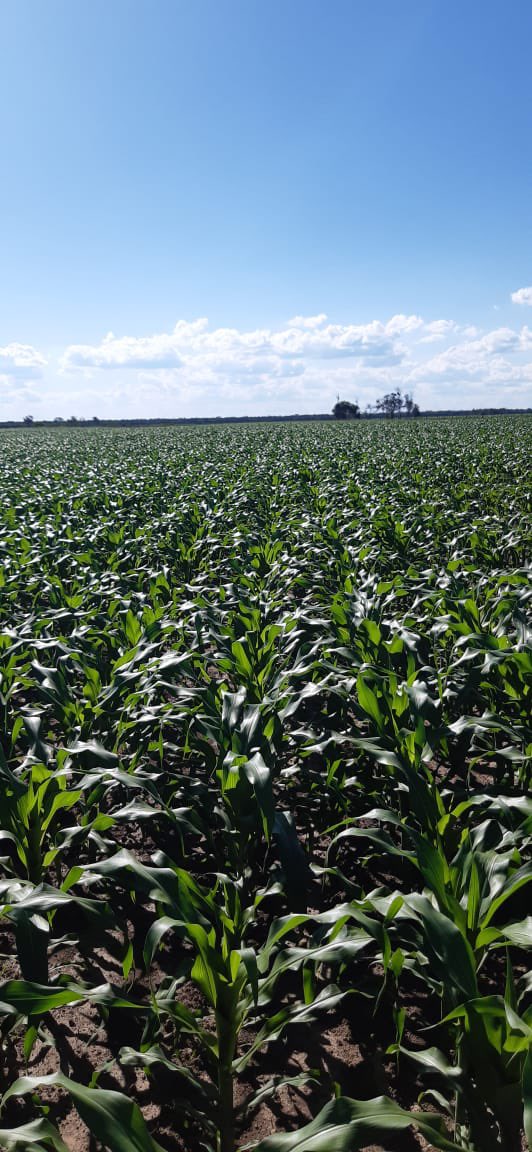 pepizarro's tweet photo. Para mi el potencial agrícola de Formosa es inconmensurable. 
Es el único lugar del país donde sobran campos y hacen falta inversiones si o si de afuera. 
Hacen falta muchos ingenieros agrónomos que quieran ir a vivir a Las Lomitas. 
Estudien Agronomía! 
@jlomitas https://t.co/E3LZ6ijXan