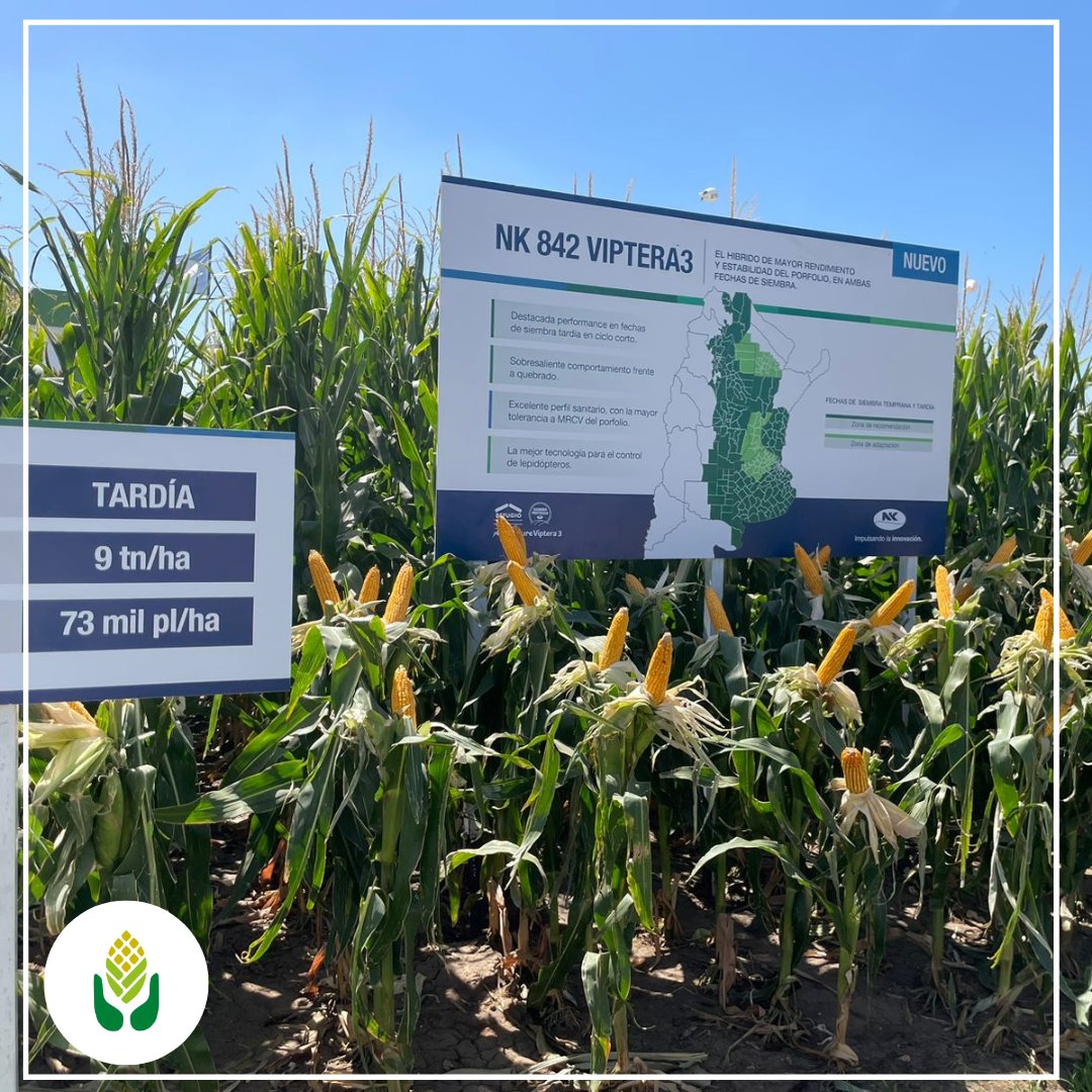 Grain_arg's tweet photo. 📅#Grain estuvo presente en @Expoagrocom visitando el stand de @NKSemillas
🌽Pudimos ver los nuevos híbridos #NK870VIP3 y #NK855VIP3
👉El Servicio Técnico nos contó novedades del #sistemaNK que permiten ajustar mejor las recomendaciones de densidad y fertilización.
#agro https://t.co/72voGKBzQx