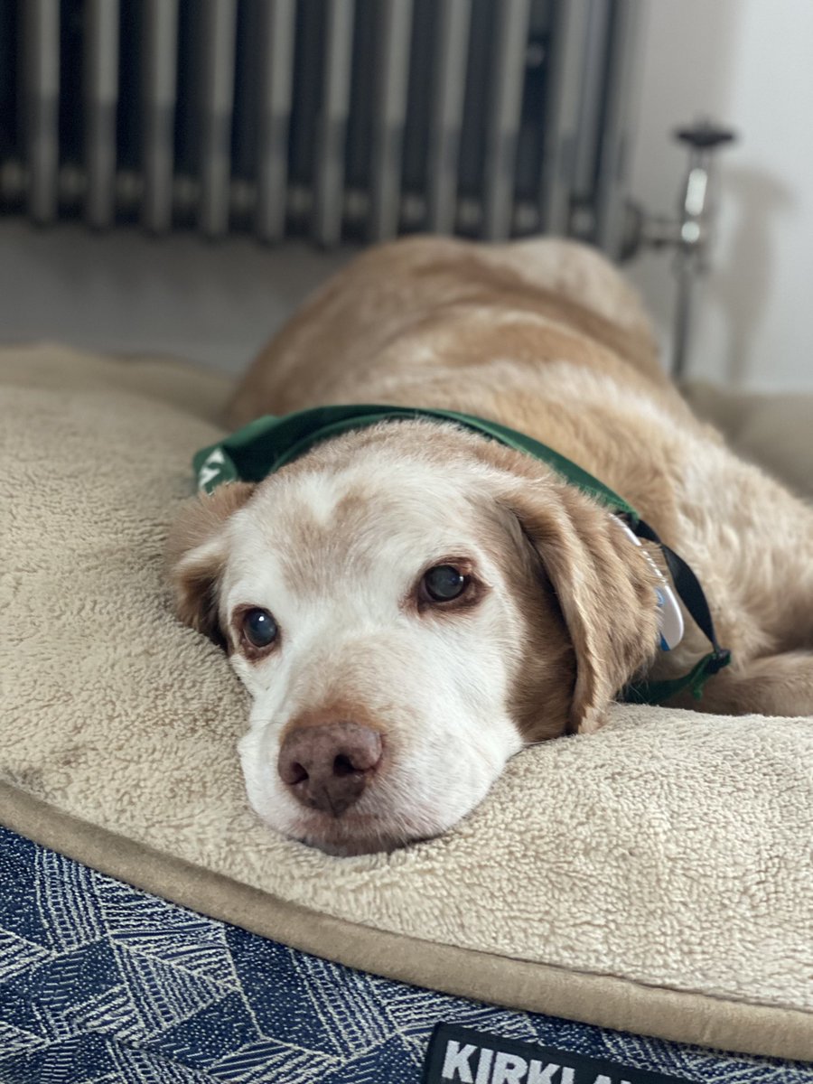 SpanielsSuper's tweet photo. @madcap_max 
Just lying here dreaming of my beautiful, perfectly perfect Lady Iris
It’s cold &amp; windy outside, but I’m warm &amp; comfy lying here thinking about my best girl.
#RonnieLovesIris #BeautifulBretons #AdoptDontShop https://t.co/qkyz42TVWy