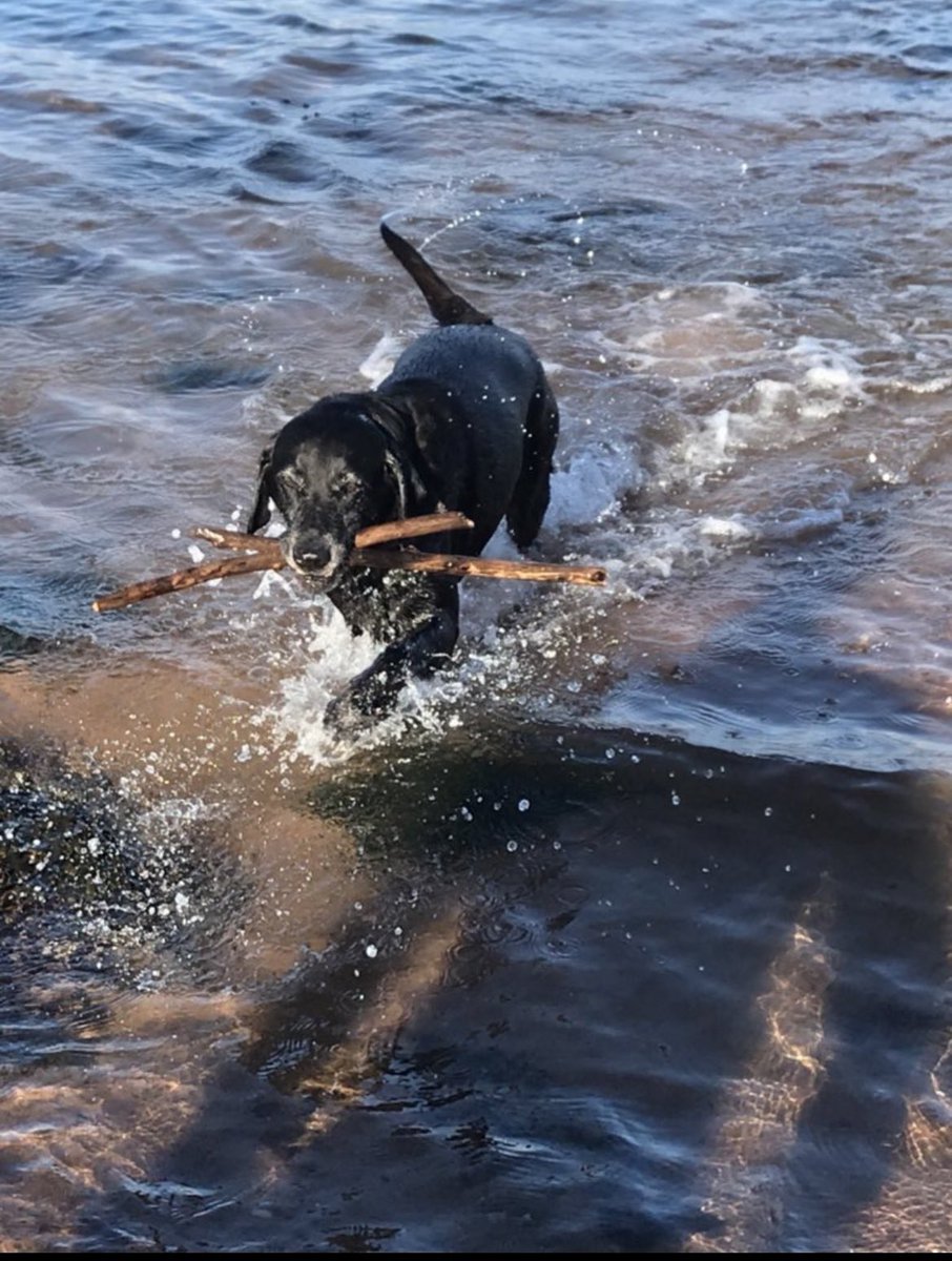 sandford_fiona's tweet image. Happy 13th Birthday to Ruby the Best Dog Ever. She’s been up mountains, been an agility champ, been at weddings, swam all over Scotland, taught the younger dogs how to behave  and so much more. But more than anything she is our family dog and we love her so very much.