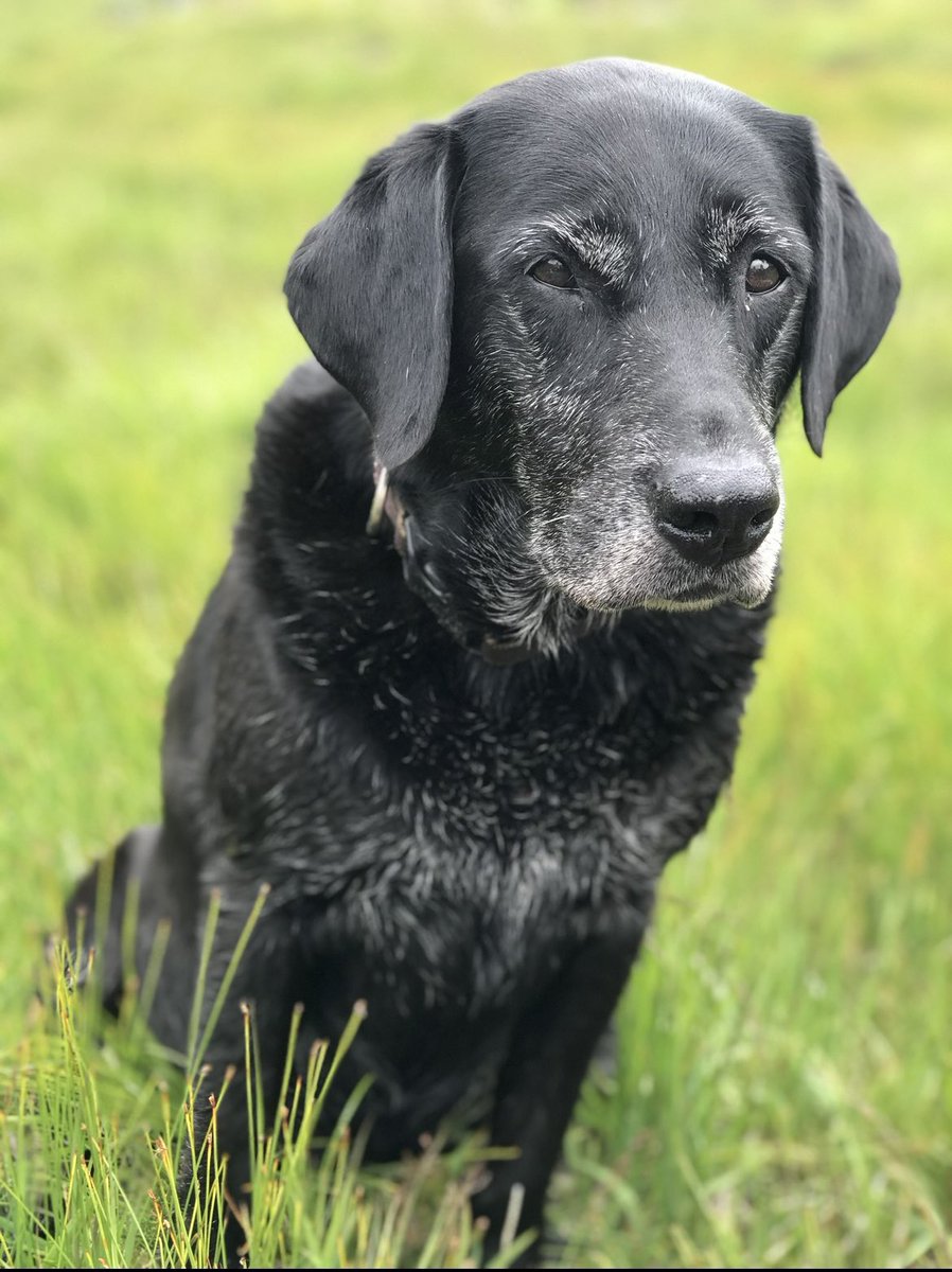 sandford_fiona's tweet image. Happy 13th Birthday to Ruby the Best Dog Ever. She’s been up mountains, been an agility champ, been at weddings, swam all over Scotland, taught the younger dogs how to behave  and so much more. But more than anything she is our family dog and we love her so very much.
