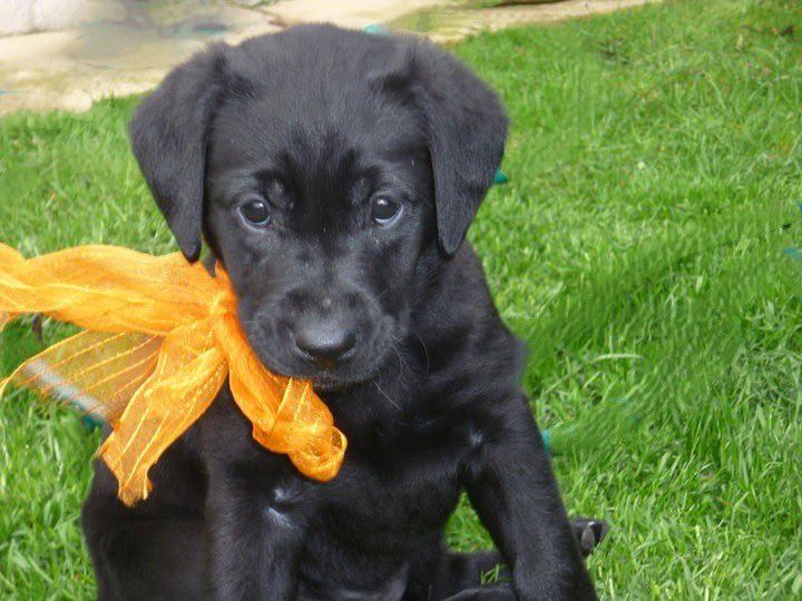 sandford_fiona's tweet image. Happy 13th Birthday to Ruby the Best Dog Ever. She’s been up mountains, been an agility champ, been at weddings, swam all over Scotland, taught the younger dogs how to behave  and so much more. But more than anything she is our family dog and we love her so very much.