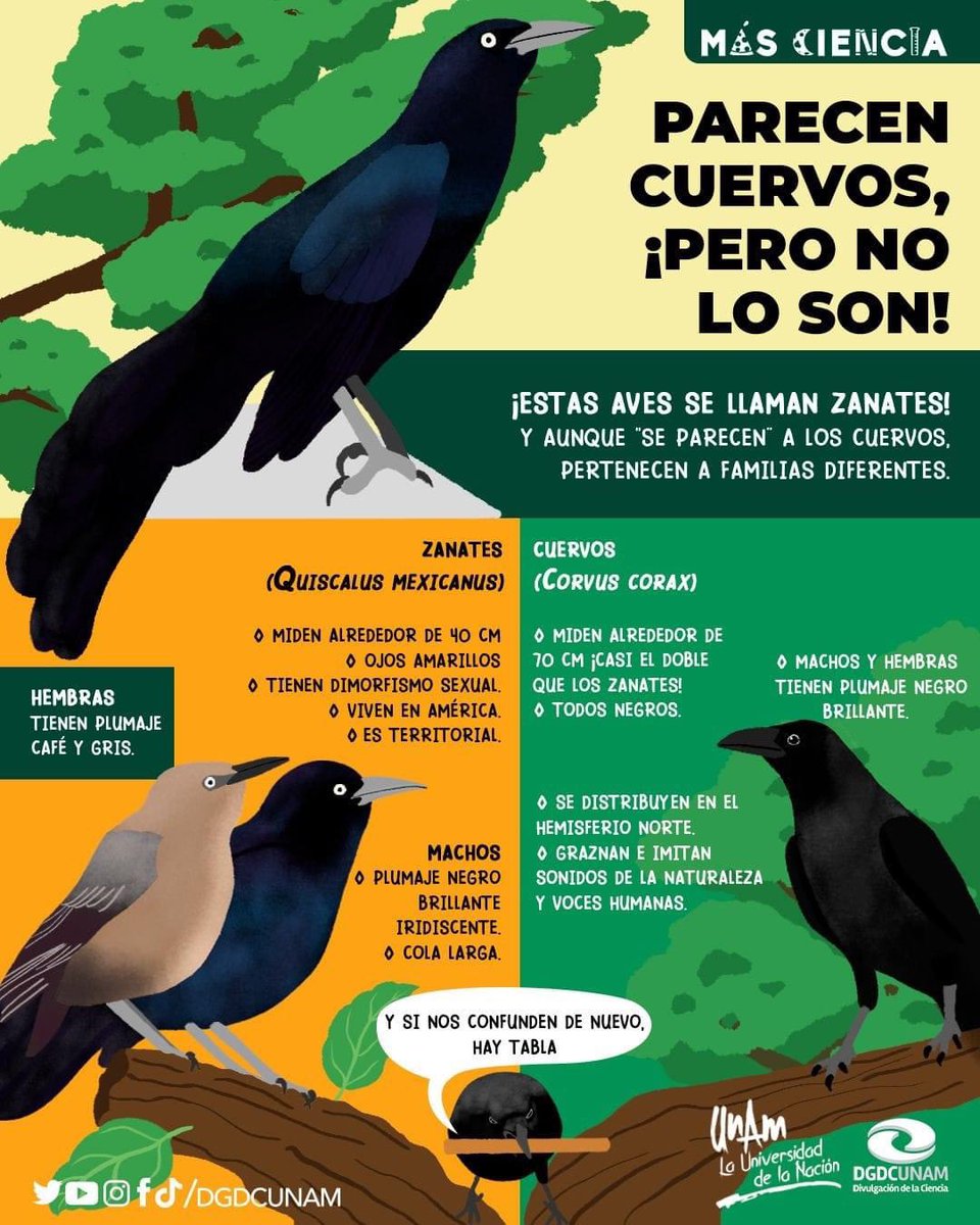 DGDCUNAM's tweet photo. Vas caminando por el parque y te encuentras con estos cuervitos…que no son cuervitos.😅

Se llaman zanates, y pertenecen a una familia distinta. 
Aquí te contamos.😉

¡Tu vida cotidiana con #MásCiencia! https://t.co/A053cV7MGs