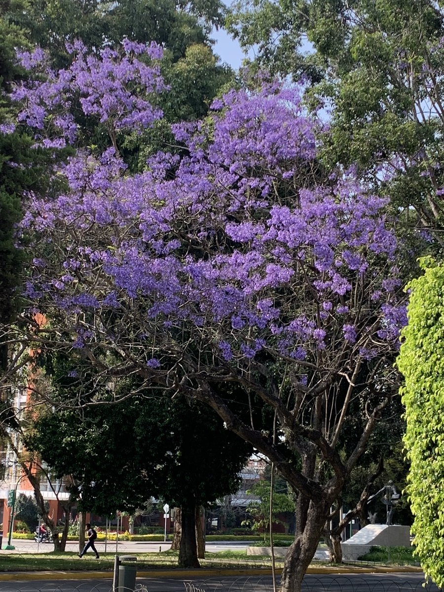 3 days of meetings and workshops made better by the chance to see old friends and jacarandas