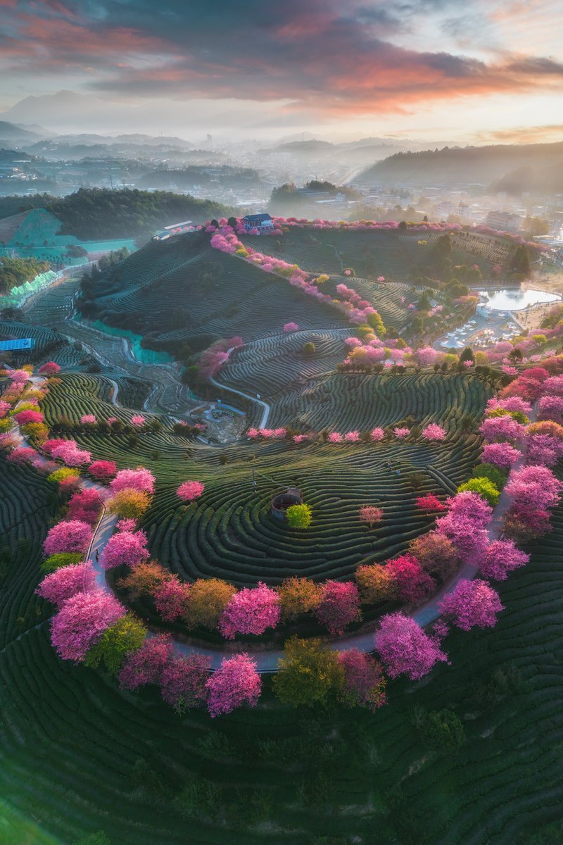 DJIGlobal's tweet photo. Cherry blossom season is in bloom 🌸

📸: Jiāngnán jūn, #Mini3Pro, #SkyPixel https://t.co/WvVjIWTGXB