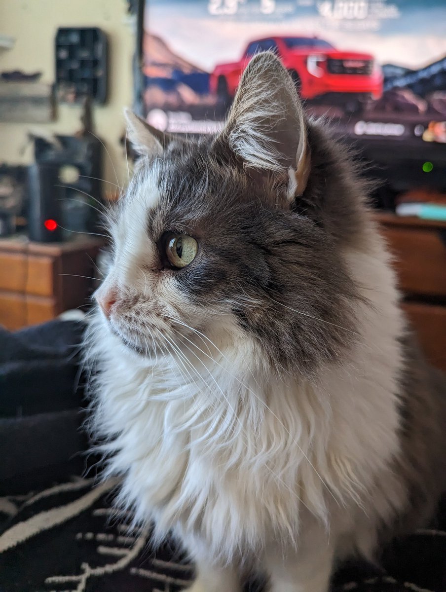 Souliebirb's tweet photo. I really like the pixels camera https://t.co/6RKJ5wMwv4