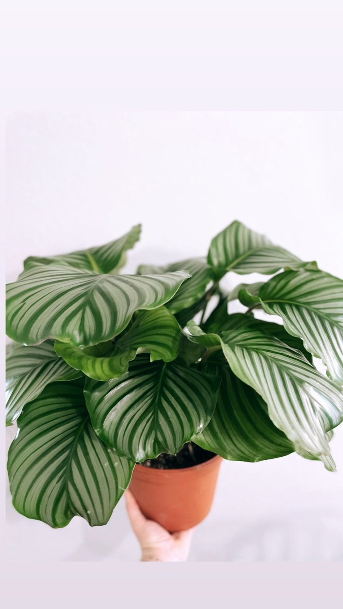 #calatheaorbifolia #houseplantlover