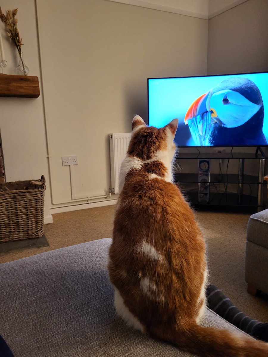 MikePowell45's tweet photo. Keeping an eye on things @BBCOne #WildIsles #DavidAttenborough https://t.co/NL8PsM8S0L