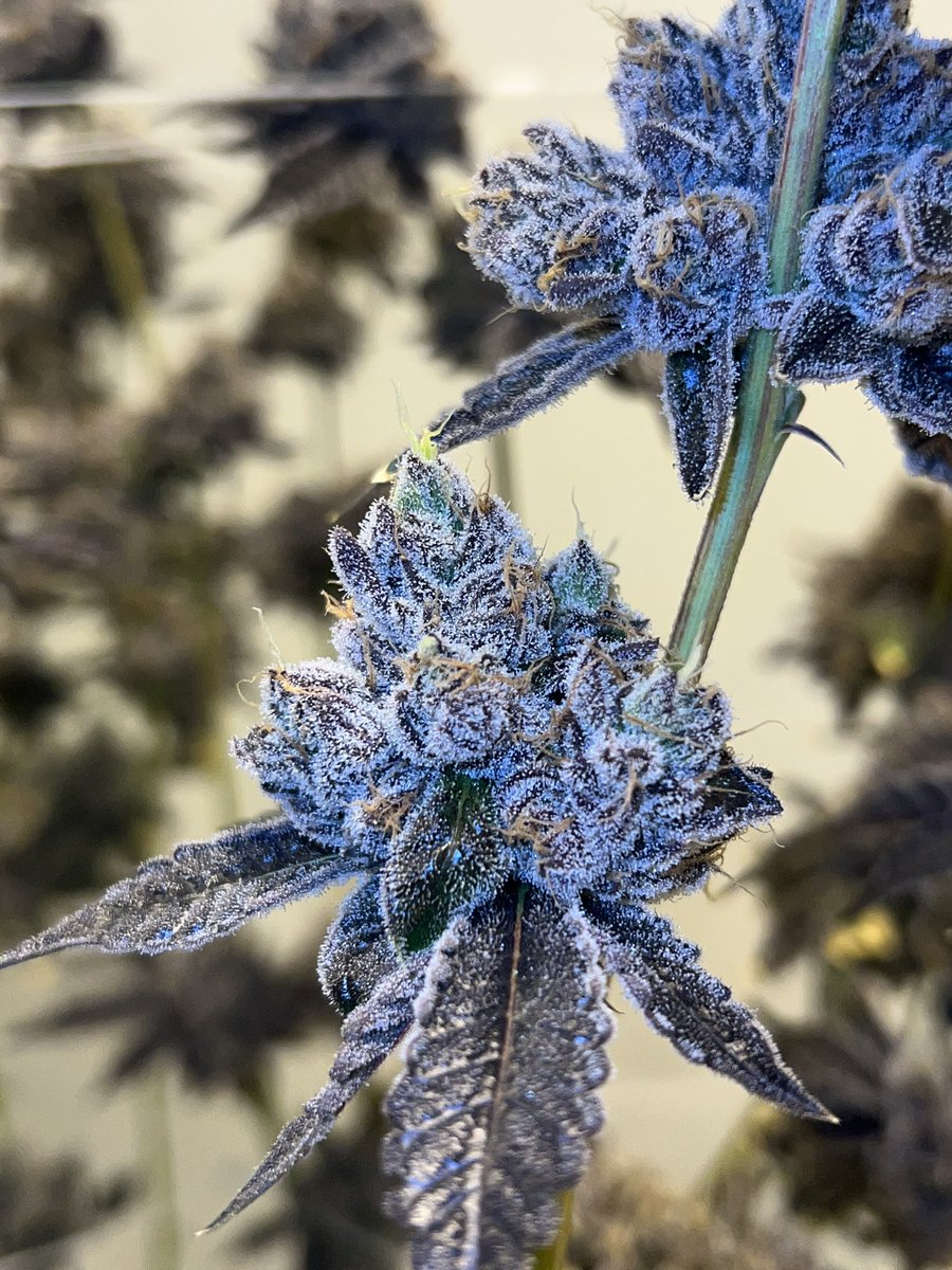 BowHouseMi's tweet photo. Pink Runtz 

First harvest of this strain looking absolutely beautiful 🍭⛽️🔥

#growmiee #growmies #pinkruntz #runtz #gas #exotics #candyterps https://t.co/Nxrwwmp4kK