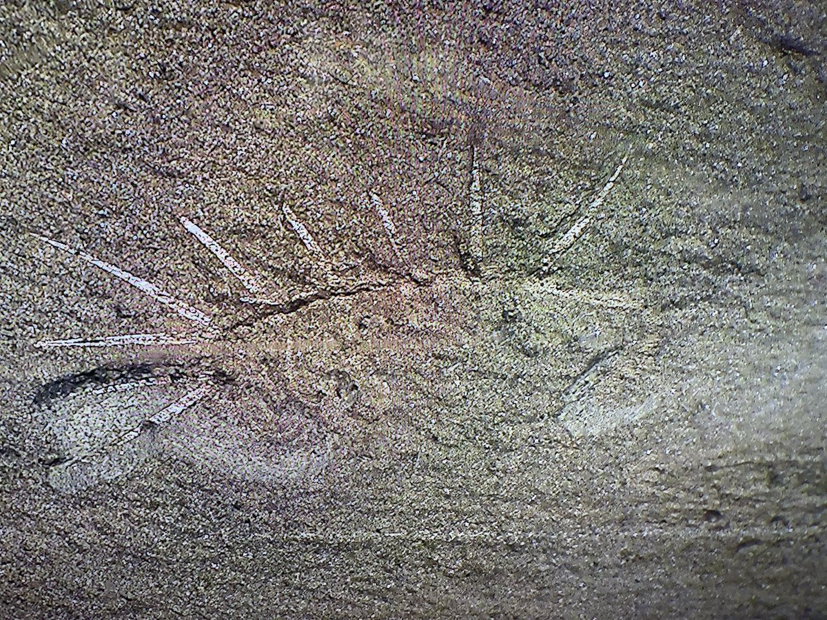 Hello <a href="/ROMtoronto/">Royal Ontario Museum</a> — here’s my 11-year-old son, Bruce’s, #romwypjr submission. A photo of a fish fossil. It filled him with wonder “how is that possible?!” and when I asked why he liked it: “it’s more a feeling than the science.” #wonder #to