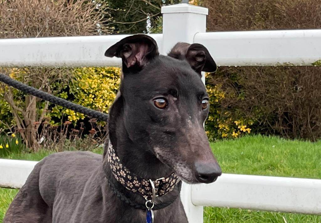 BarkInnKennels's tweet photo. Orion has been published on Bark Inn Kennels. You can read more here - https://t.co/7xTUefvApM https://t.co/dLY1WFekJV