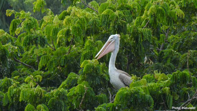 Wetland habitats support a rich diversity of life, but 35% of the world’s #wetlands have disappeared in the last 50 years. Wetland restoration not only increases #biodiversity but their ability to produce ecosystem services for the benefit of people.

#ForWetlands

Via <a href="/IUCN/">IUCN</a>