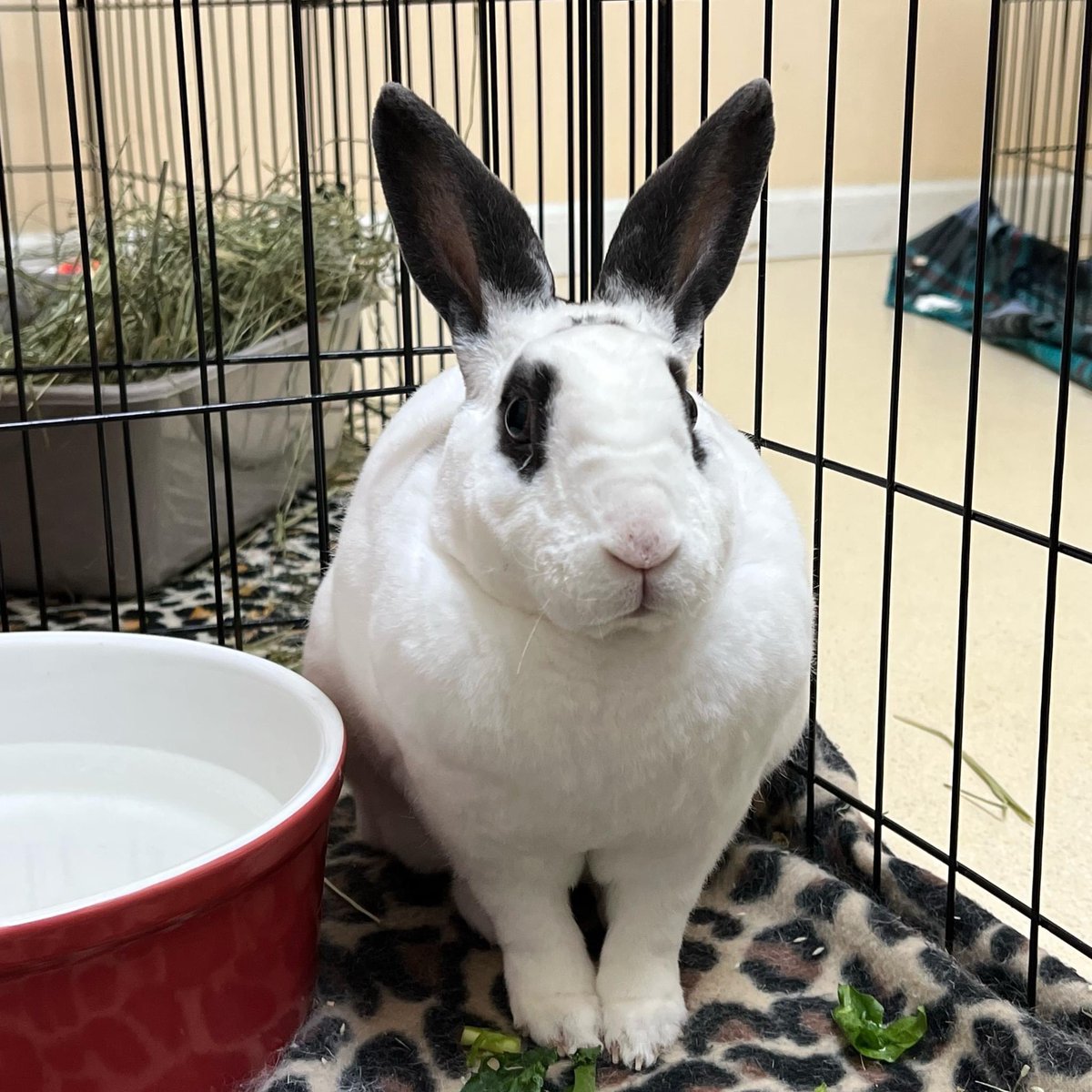 HouseRabbit's tweet photo. Want to make a little bunny’s day? Shop our Amazon and Chewy wish lists! We can always use more toys and supplies, and you can also donate items for our Rabbit Essentials Pantry days. The bunnies thank you! 💗🐇

Amazon: https://t.co/nBBGgjkw1W

Chewy: https://t.co/A3oW69e1gm https://t.co/aIDgJBL8OF