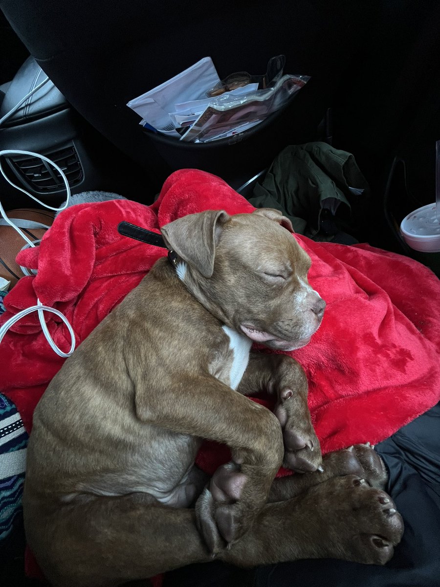 yasiibbyy's tweet photo. pet thread https://t.co/G3p5iIAv3Y