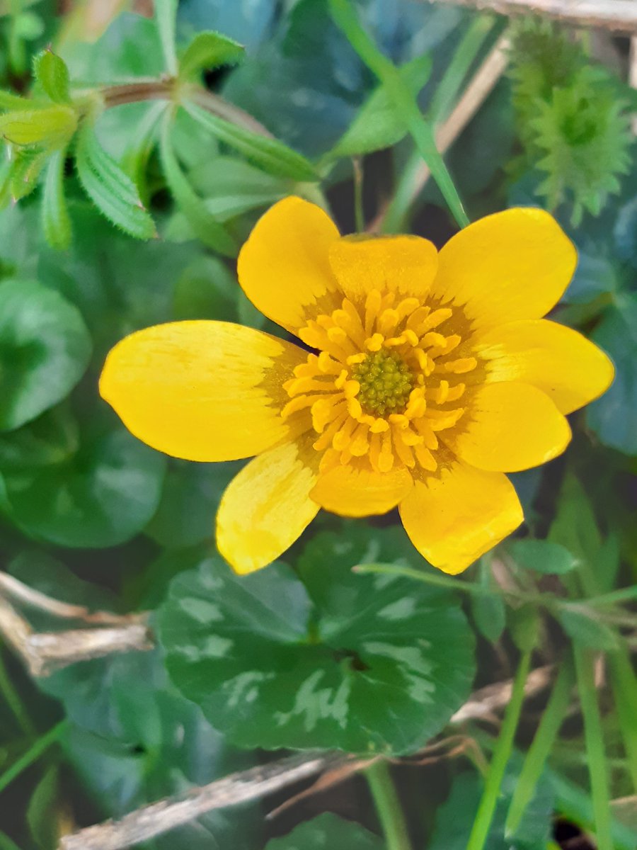 hoopsliz's tweet photo. @wildflower_hour #wildflowerhour. 3 spring finds in Lower Nidderdale North Yorks. Celandine, Pussy Willow catkins, and blackthorn blossom 🌸 🌼 https://t.co/Jemixd1O79