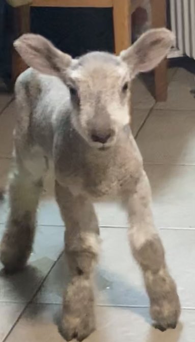FionaSoutar's tweet photo. Síne, Sorcha and Sam - this year’s BFL lambs ❤️ #cuddly #fluffycheeks https://t.co/qrGCE9liTK