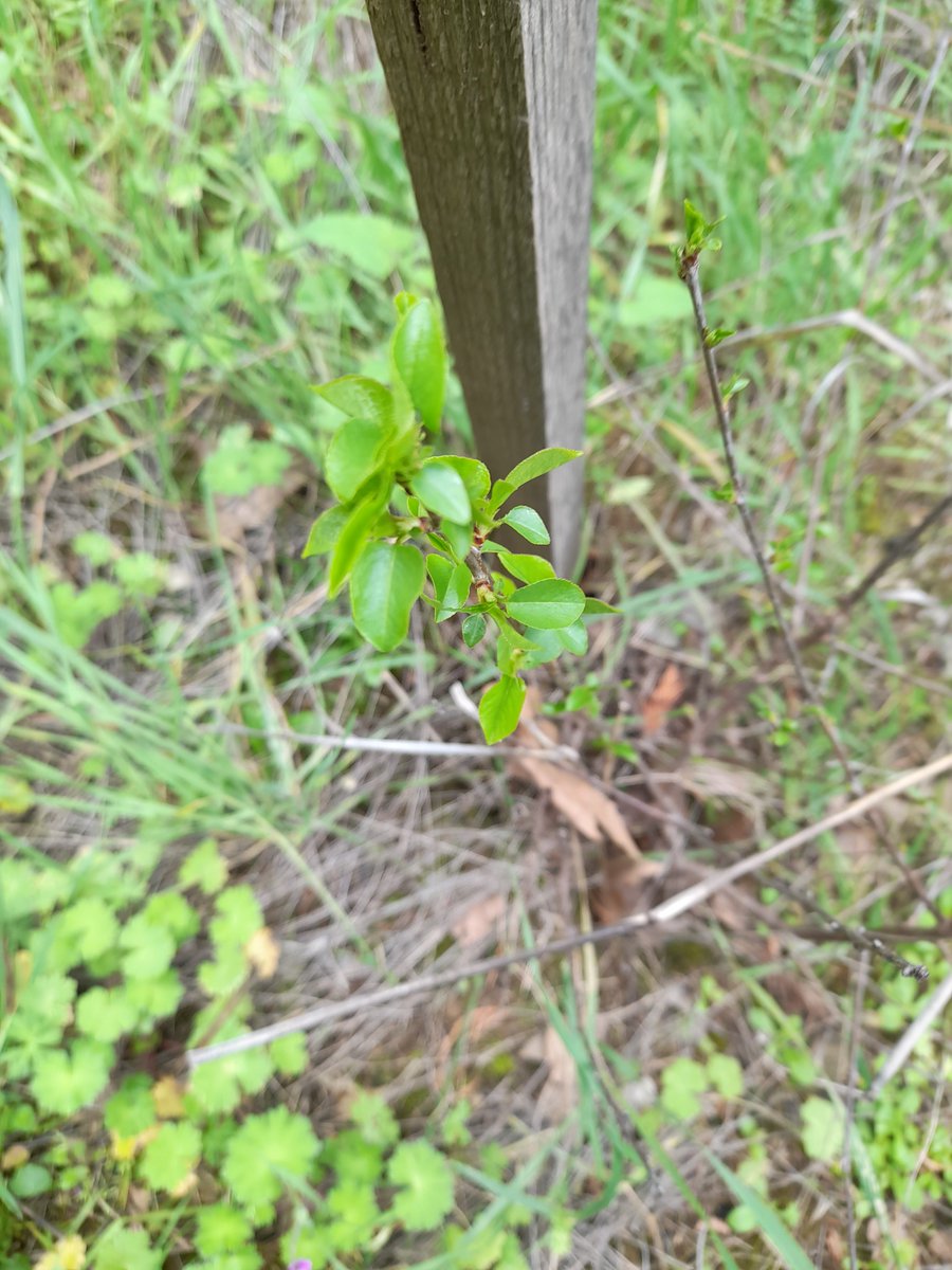 #Limetree φλαμουρια Tilia cordata